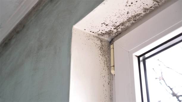 Best Black Mold Removal  in New Glarus, WI