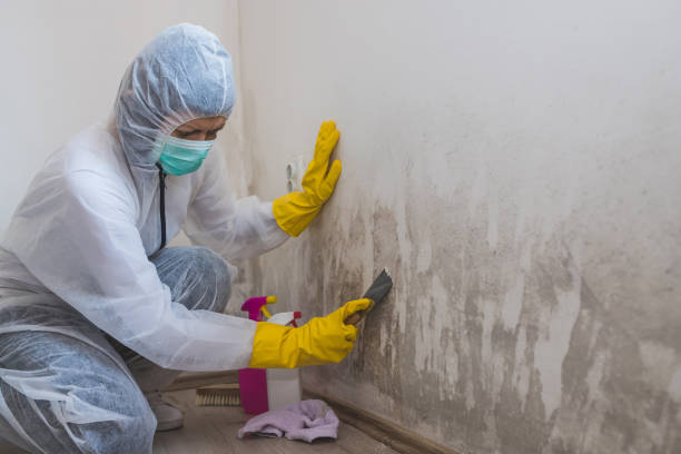 Professional Mold Removal in New Glarus, WI