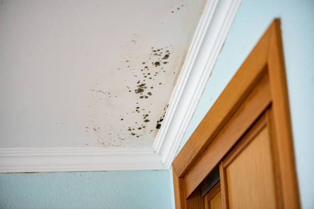 Best Mold Removal Specialists  in New Glarus, WI