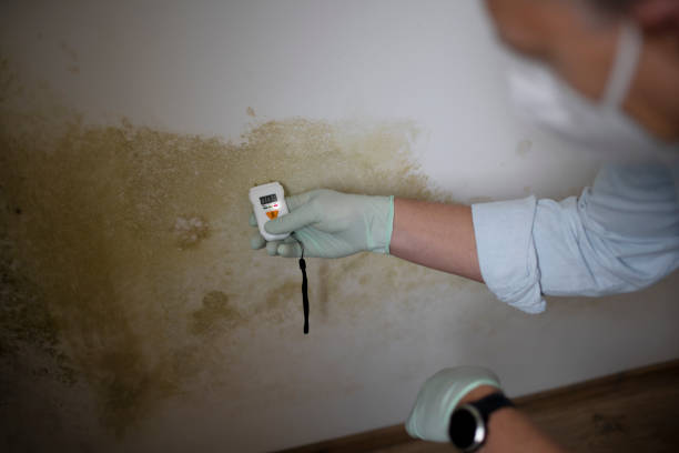 Best Residential Mold Removal  in New Glarus, WI