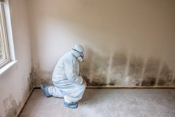 Best Mold Testing and Removal  in New Glarus, WI