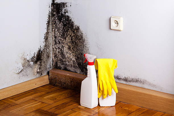 Best Crawl Space Mold Removal  in New Glarus, WI